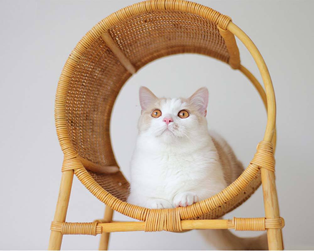 CatsCity Rattan Pavilion Pet Bed - CreatureLand