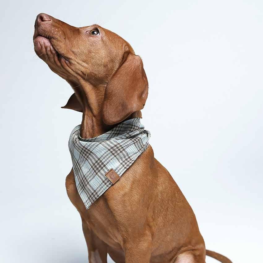 Cloud7 CHECK BROWN BANDANA - CYAN - CreatureLand