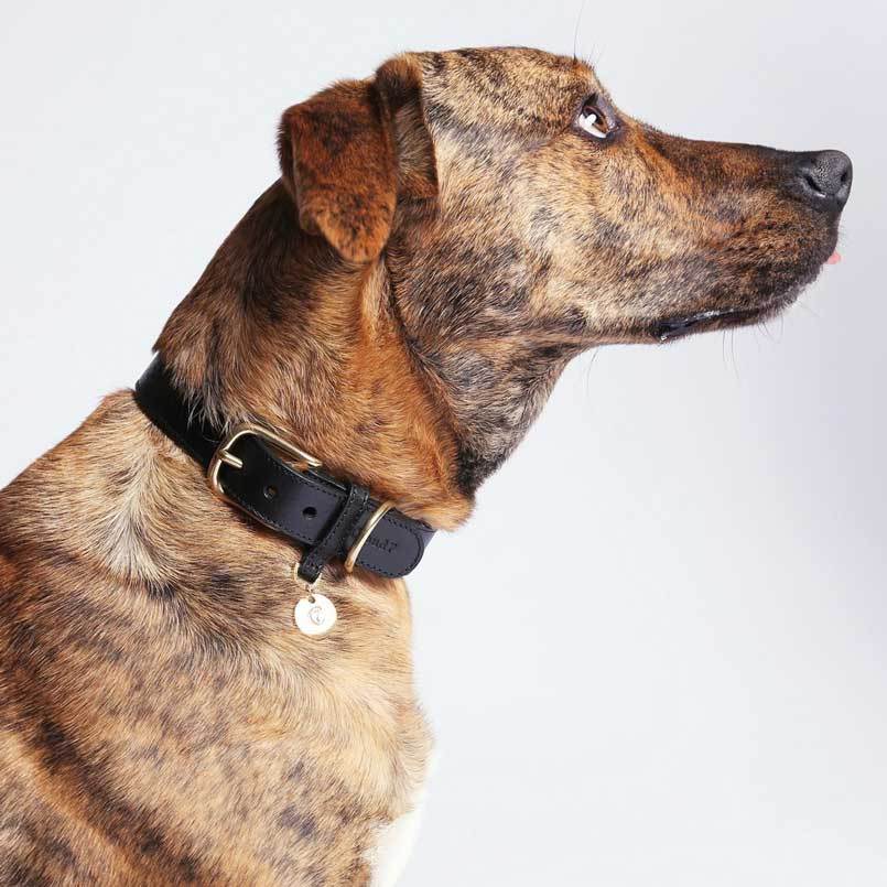Cloud7 Dog Collar Hyde Park - Black - CreatureLand