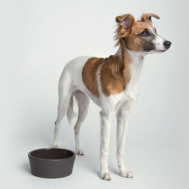 Cloud7 Oliver Dog Bowl - Warm Grey - CreatureLand