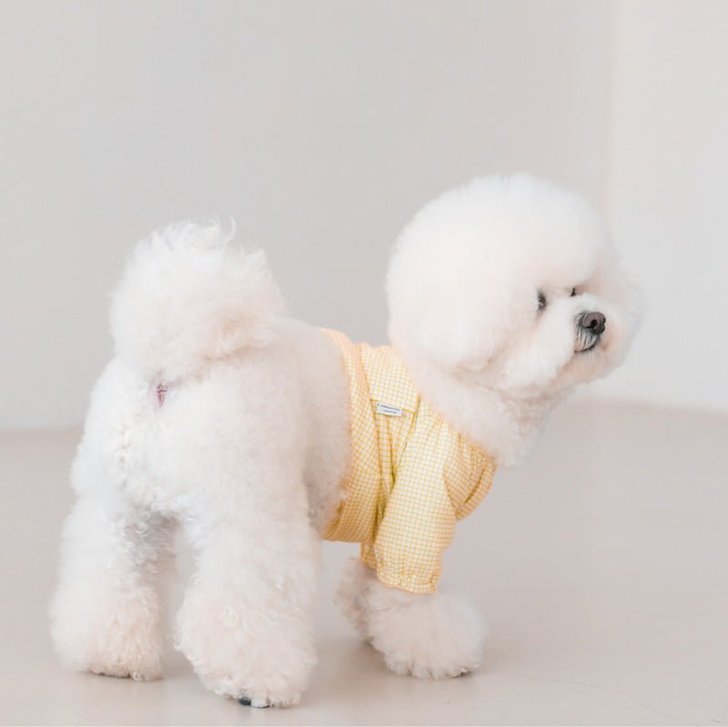 Dentist Appointment Pumpkin Crop Top - Yellow - CreatureLand