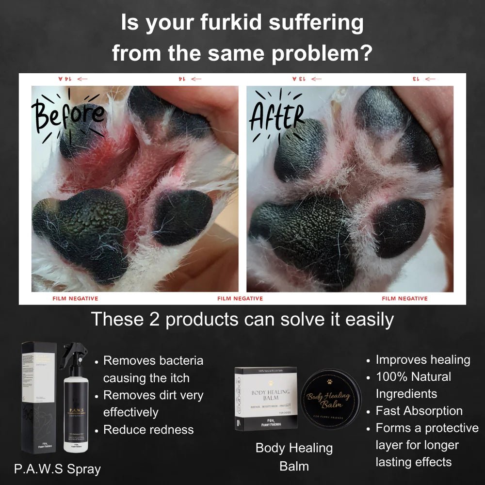 For Furry Friends Pet's Activated Water Sanitizer (3 Sizes) - CreatureLand