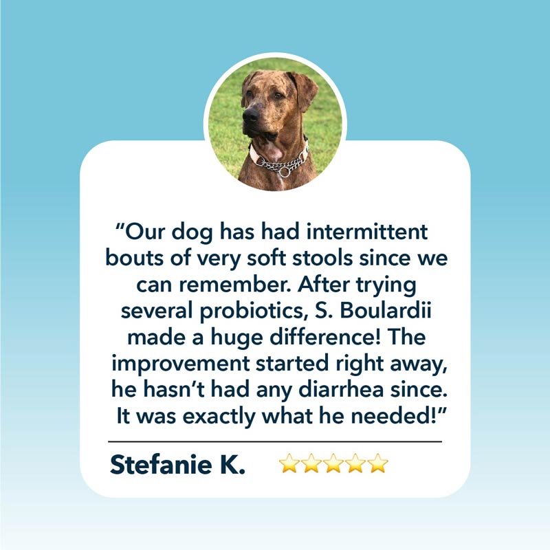 Four Leaf Rover Saccharomyces Boulardii - Yeast-Based Probiotics For Dogs - CreatureLand