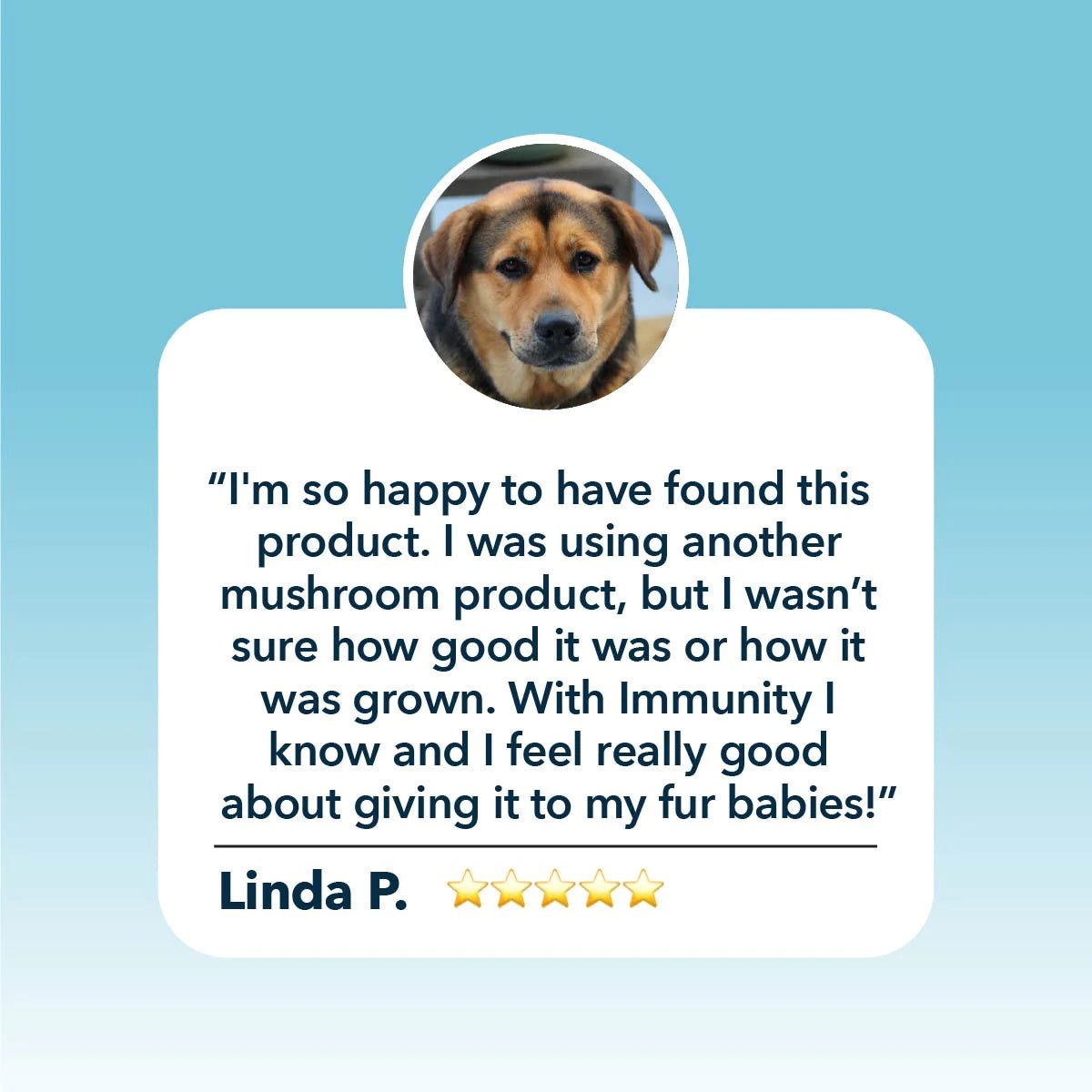 Four Leaf Rover Seven 'Shrooms - Organic Mushroom Mix - CreatureLand