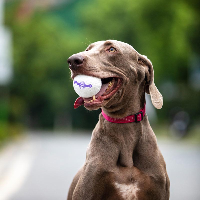 Gigwi Pet Pop-Pals High Bounce Ball Dog Toy (2 Sizes) - CreatureLand