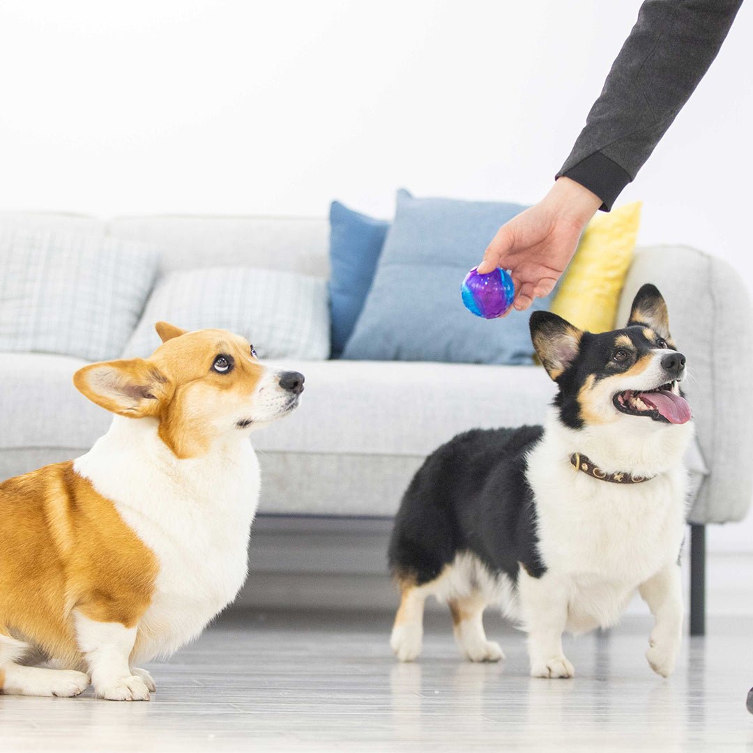 Gigwi Pet TPR Ball Dog Toy ( 3 Sizes and Colours ) - CreatureLand