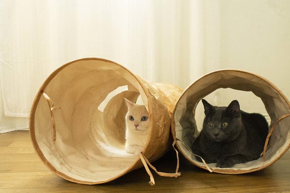 Gotta Go Home Tyvek® Cat Tunnel - CreatureLand