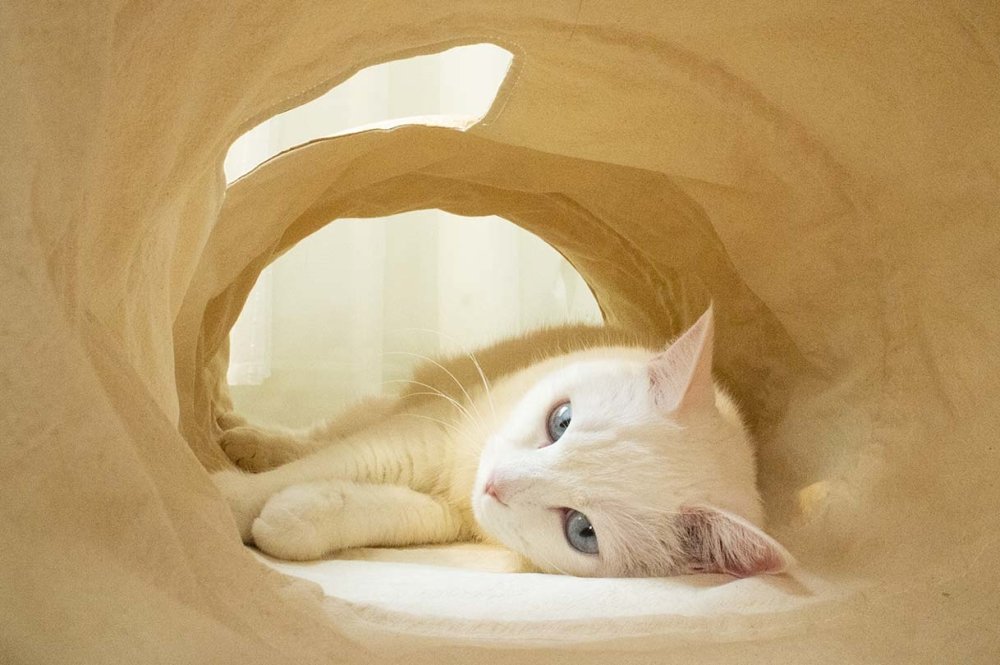 Gotta Go Home Tyvek® Cat Tunnel - CreatureLand