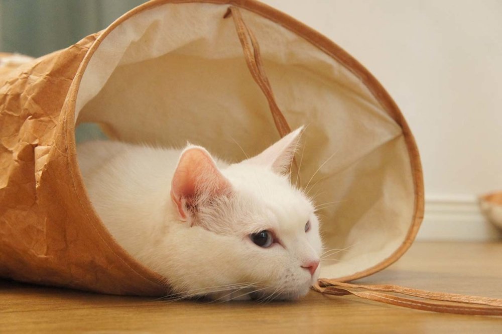 Gotta Go Home Tyvek® Cat Tunnel - CreatureLand