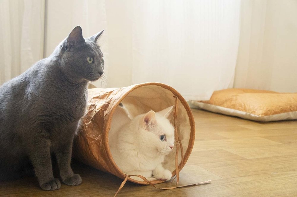Gotta Go Home Tyvek® Cat Tunnel - CreatureLand
