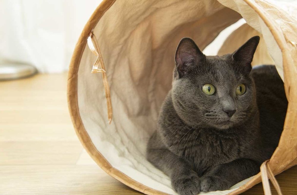 Gotta Go Home Tyvek® Cat Tunnel - CreatureLand