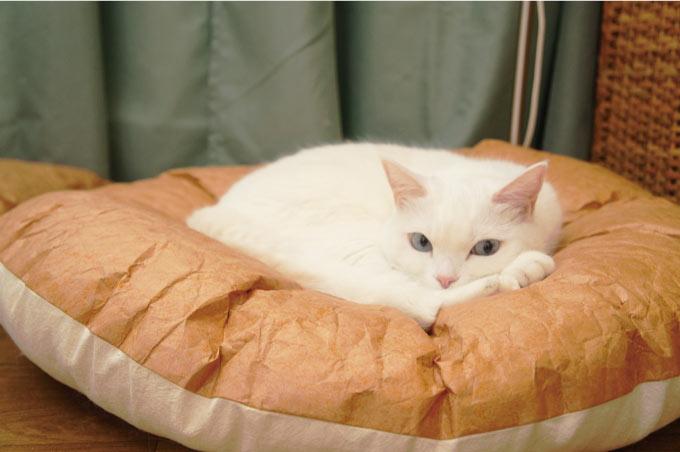 Gotta Go Home Tyvek® Pet Bed - Round - CreatureLand