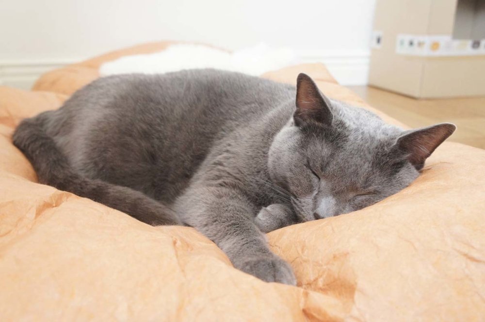 Gotta Go Home Tyvek® Pet Bed - Round - CreatureLand