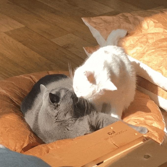 Gotta Go Home Tyvek® Pet Bed - Round - CreatureLand