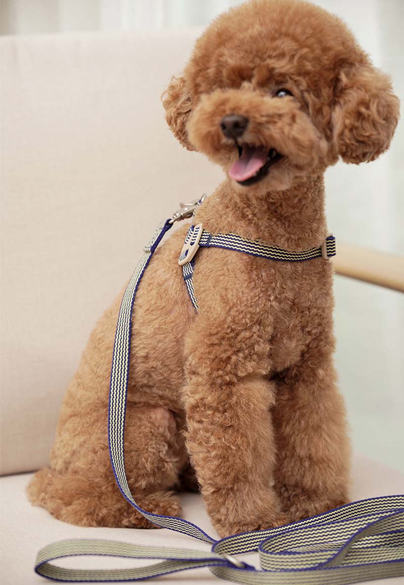 Howlpot Howlgo Adjustable Basic Leash - Blue - CreatureLand