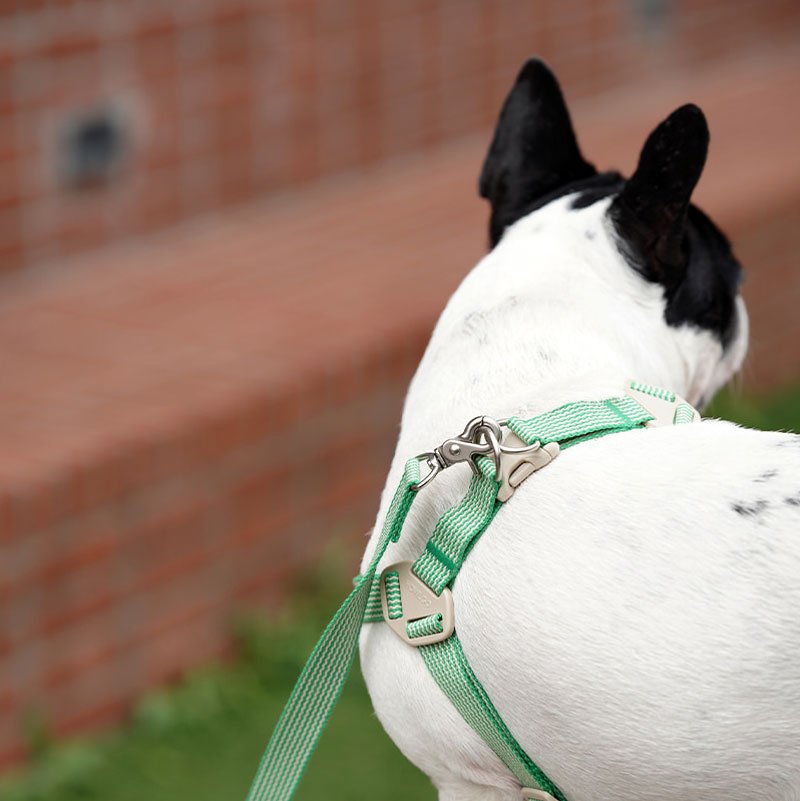 Howlpot Howlgo Adjustable Basic Leash - Green - CreatureLand