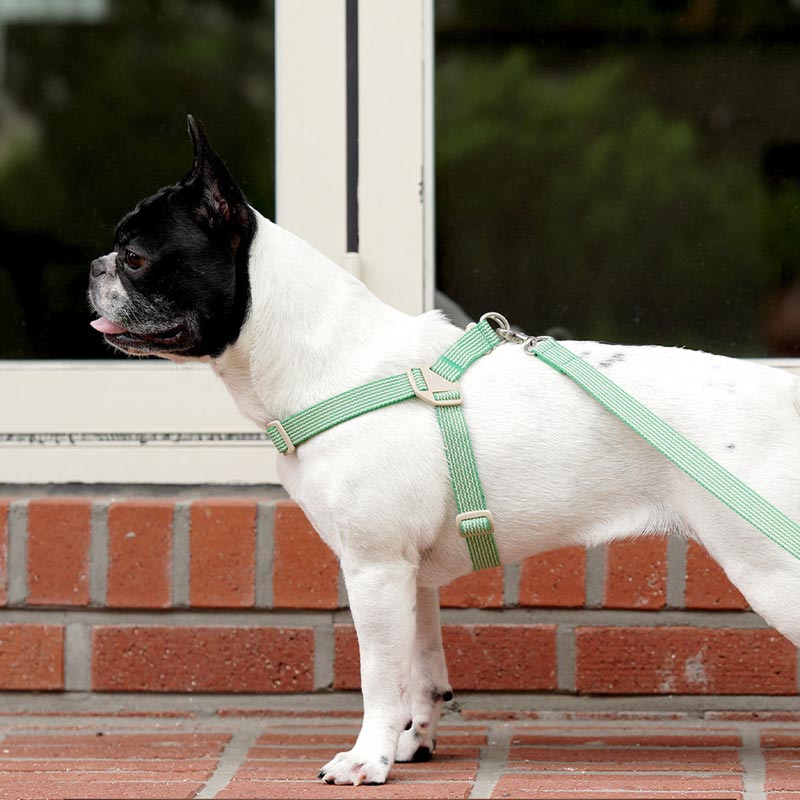 Howlpot Howlgo Basic Harness - Green - CreatureLand