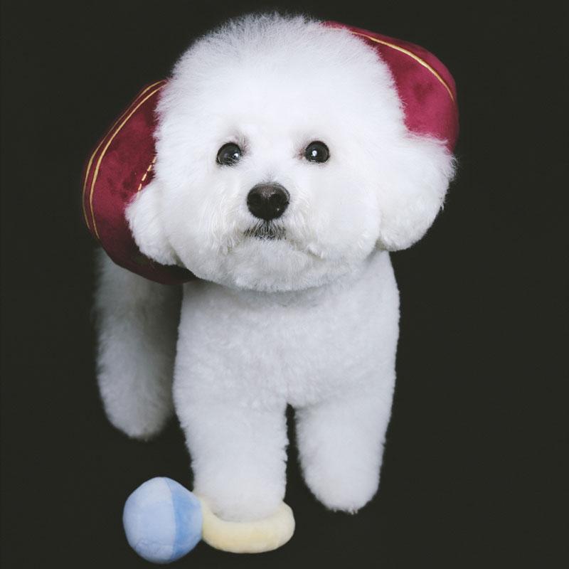 Howlpot HOWLPOT x BOONTHESHOP: Diamond Ring Nose Work Dog Toy (Limited Edition) - CreatureLand