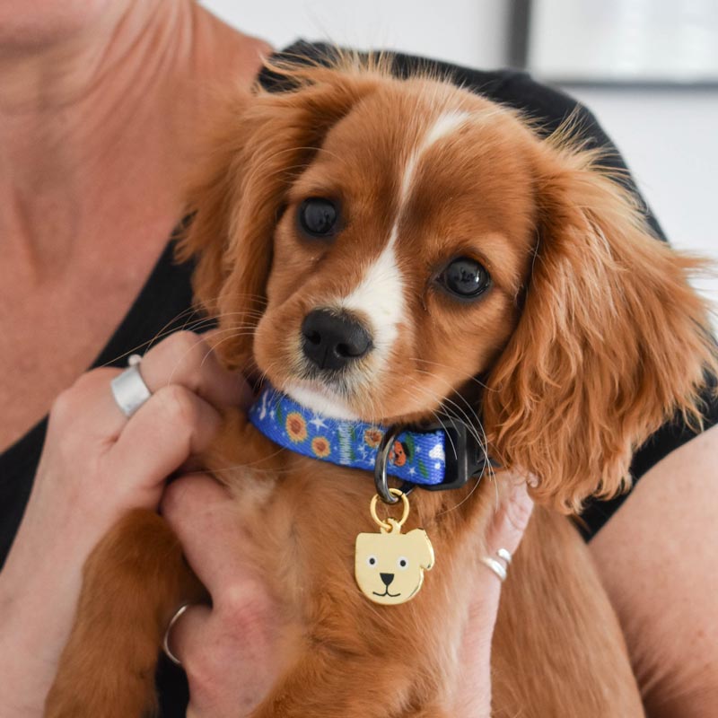 Howlpot Vincent Van Dog Artist Dog Collar & Leash - CreatureLand