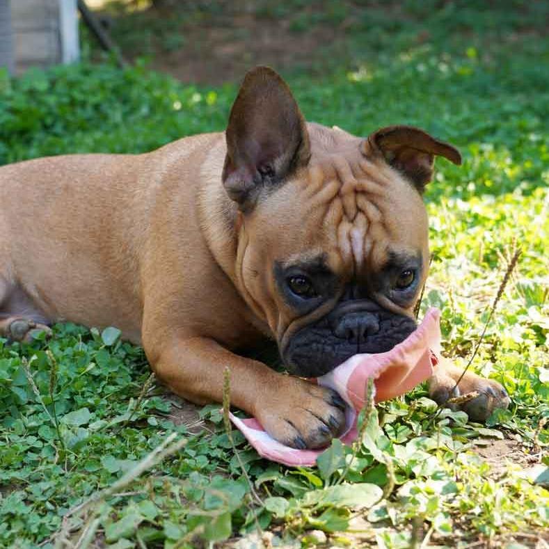 Hunting Market Hunting Market Power Up Bacon Toy - CreatureLand