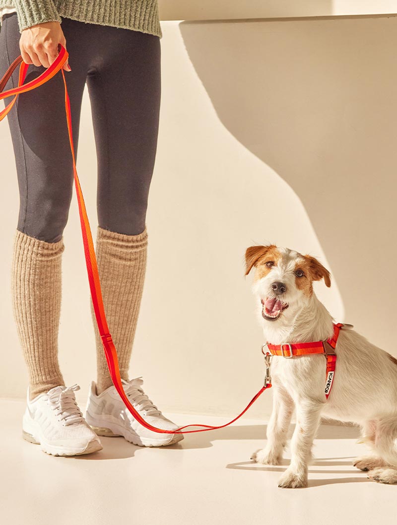 iCandor Gentle Leash - Sunset - CreatureLand