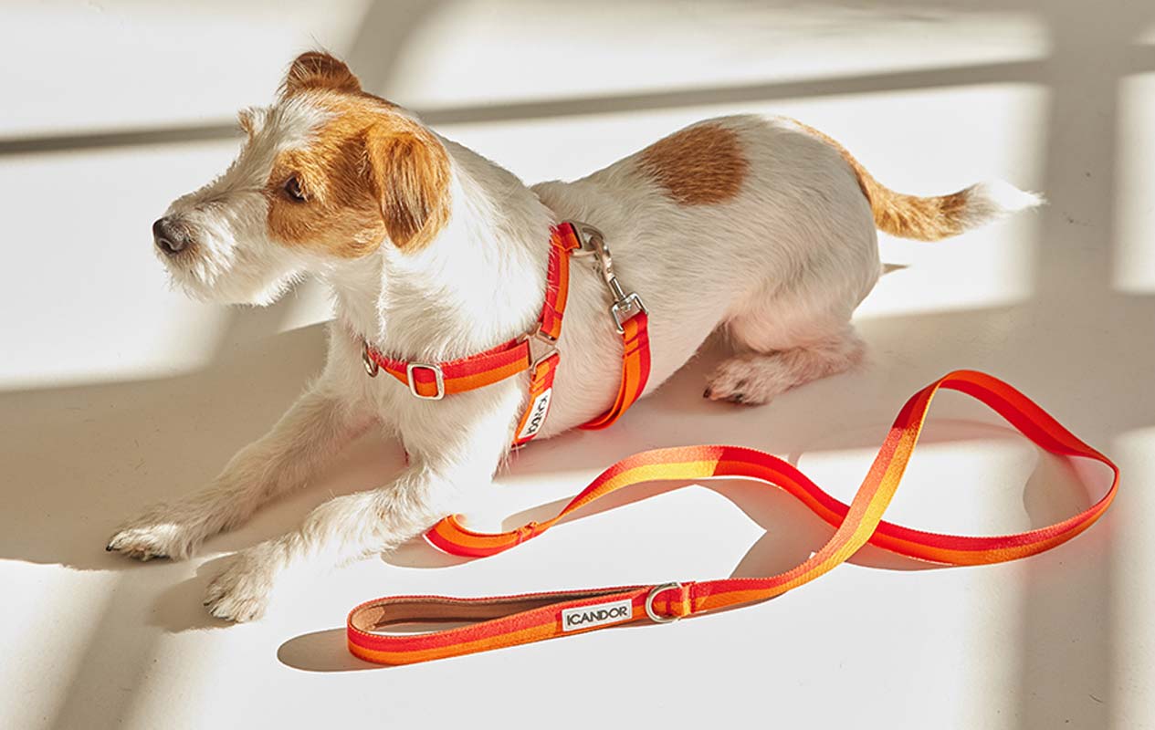 iCandor Gentle Leash - Sunset - CreatureLand