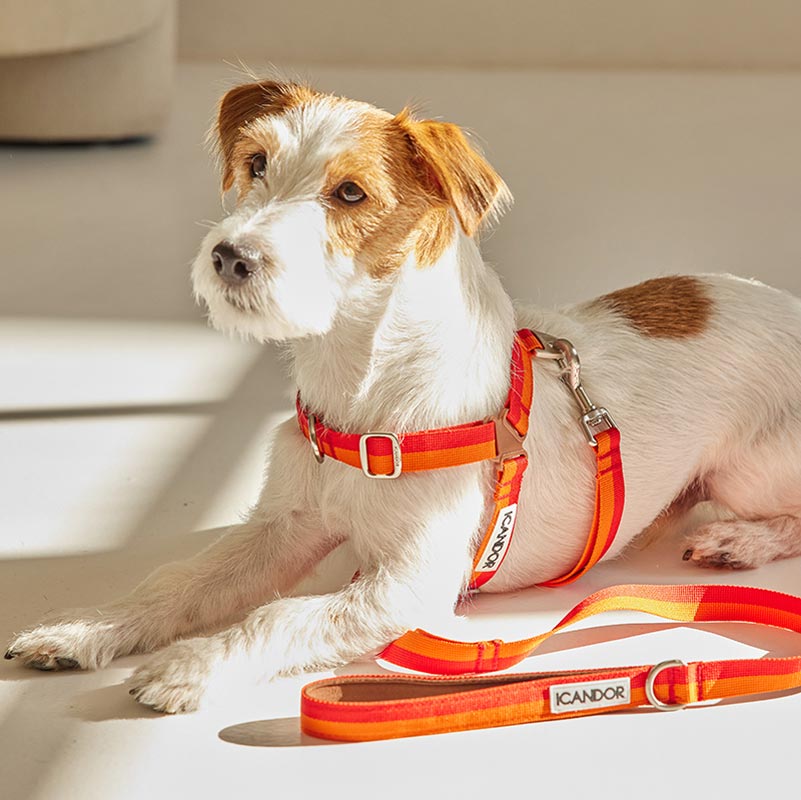 iCandor Gentle Leash - Sunset - CreatureLand