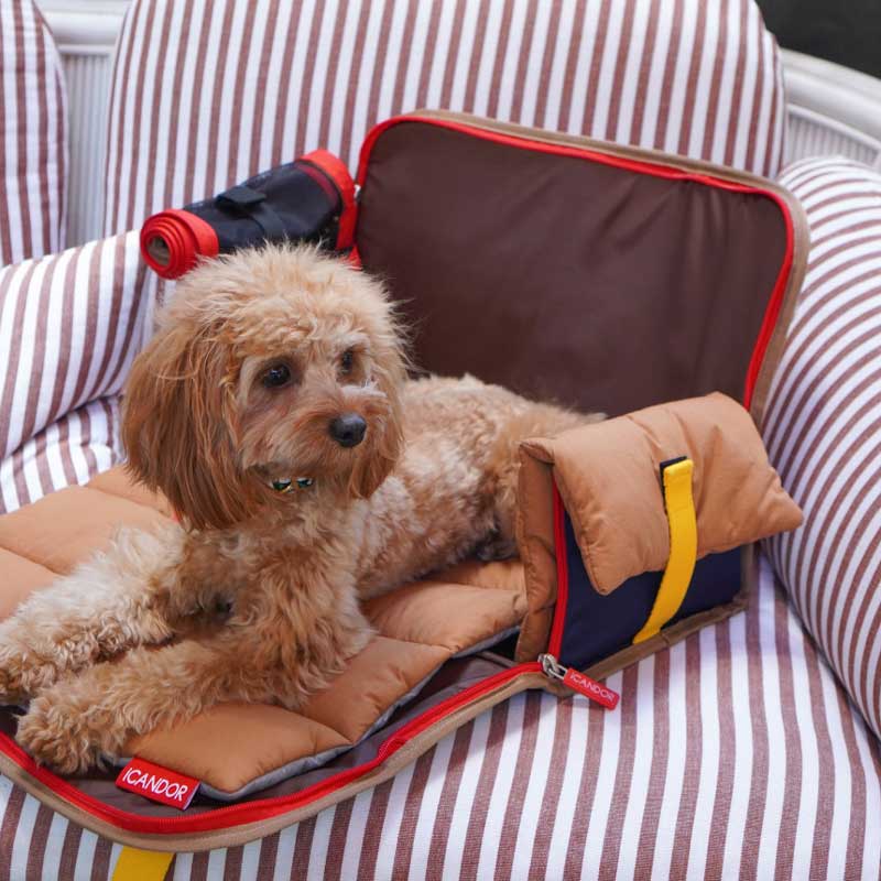 iCandor iBag Pet Carrier - Sassy Cream (2 Sizes) - CreatureLand