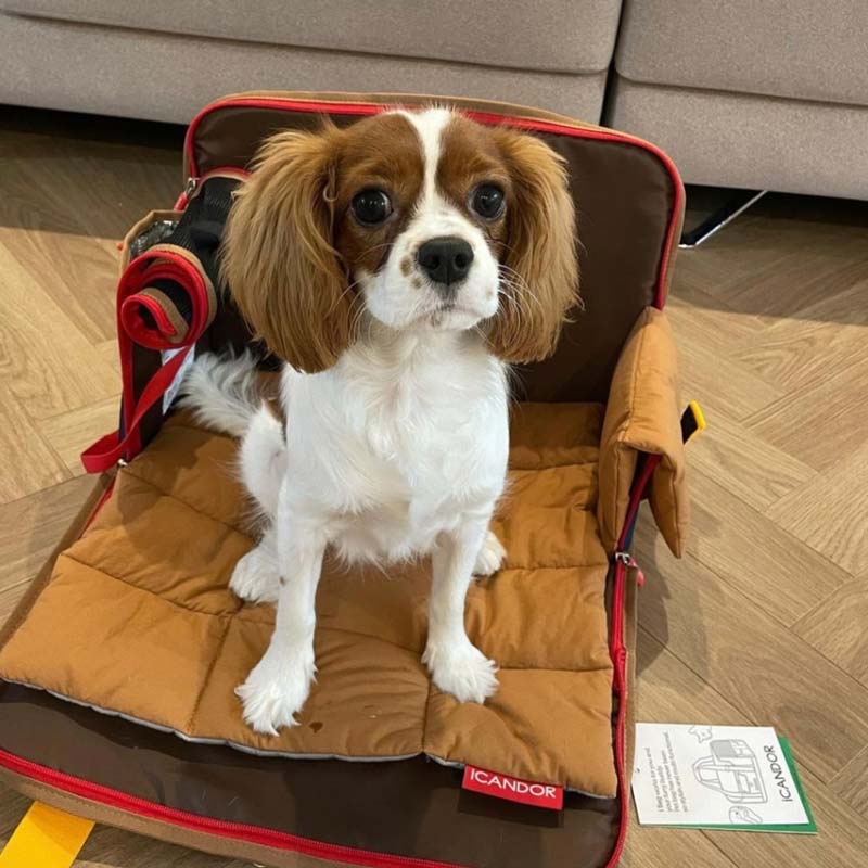 iCandor iBag Pet Carrier - Sassy Cream (2 Sizes) - CreatureLand