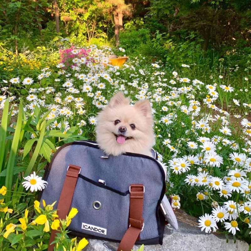 iCandor iBag Pet Carrier - Shy Navy (2 Sizes) - CreatureLand