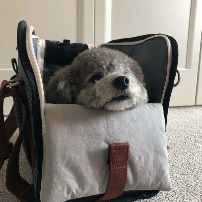 iCandor iBag Pet Carrier - Shy Navy (2 Sizes) - CreatureLand