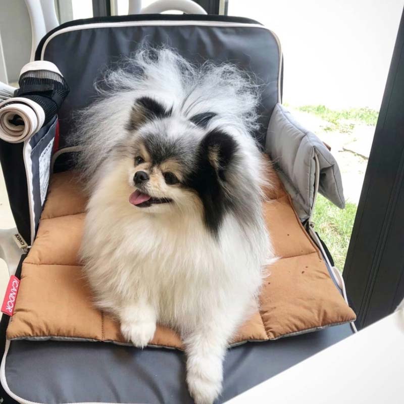 iCandor iBag Pet Carrier - Shy Navy (2 Sizes) - CreatureLand