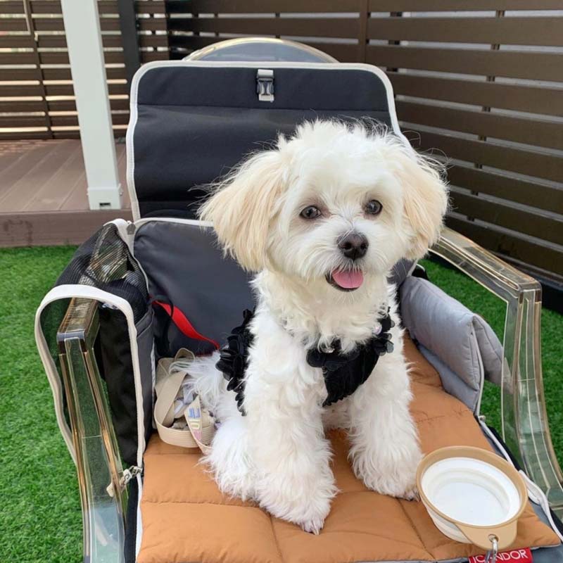 iCandor iBag Pet Carrier - Shy Navy (2 Sizes) - CreatureLand