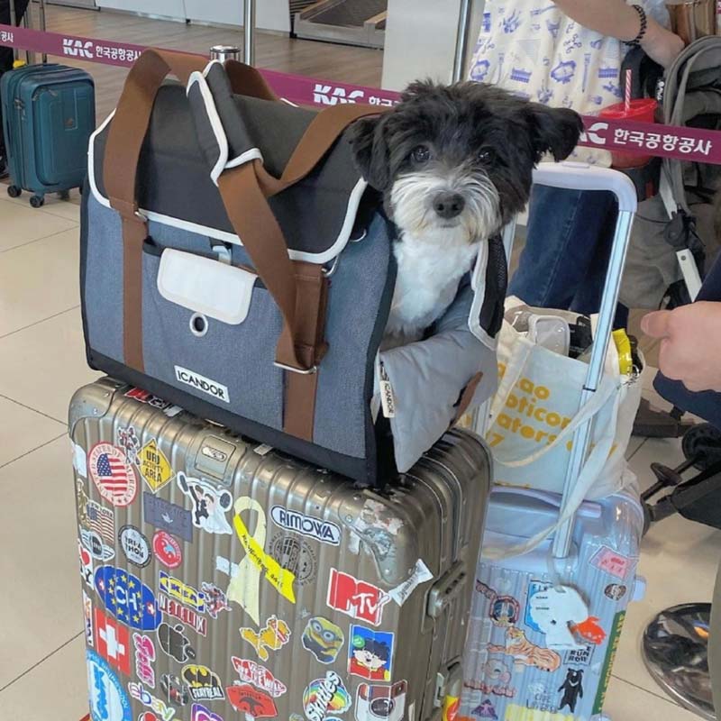 iCandor iBag Pet Carrier - Shy Navy (2 Sizes) - CreatureLand