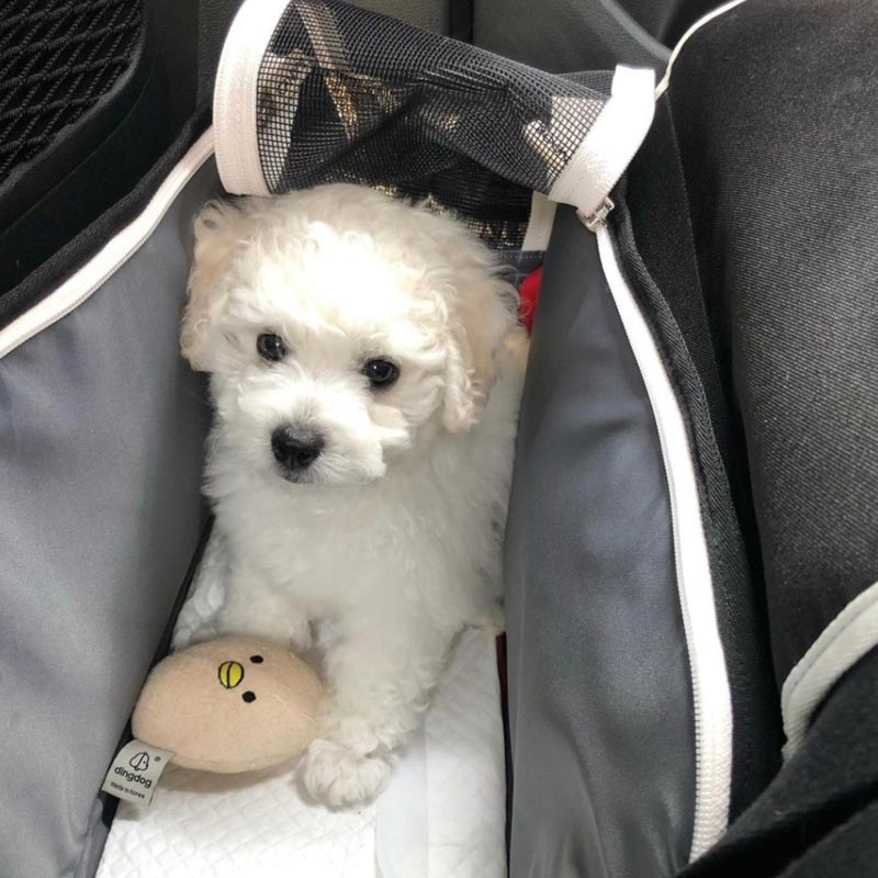 iCandor iBag Pet Carrier - Shy Navy (2 Sizes) - CreatureLand