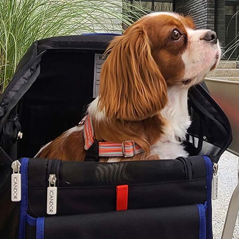 iCandor Jige pet backpack - Dynamic Black (2 Sizes) - CreatureLand