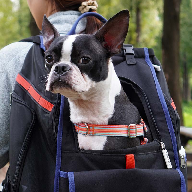 iCandor Jige pet backpack - Dynamic Black (2 Sizes) - CreatureLand