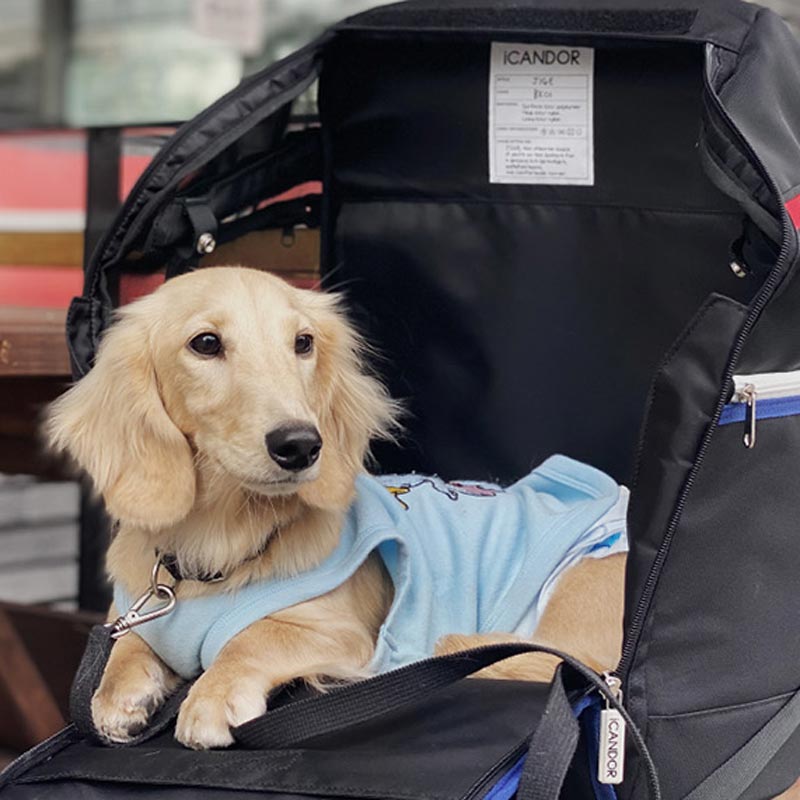 iCandor Jige pet backpack - Dynamic Black (2 Sizes) - CreatureLand