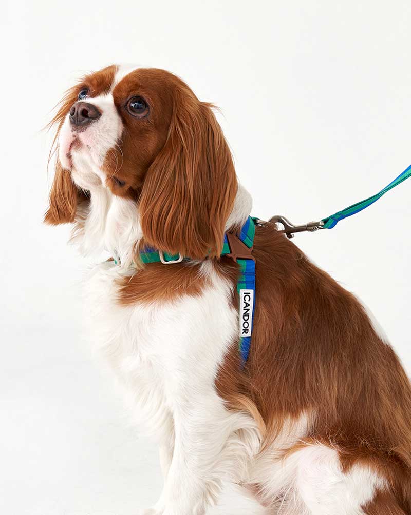 iCandor No-Pull Harness - Forest - CreatureLand