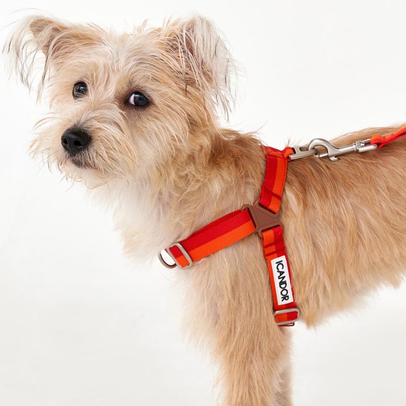 iCandor No-Pull Harness - Sunset - CreatureLand