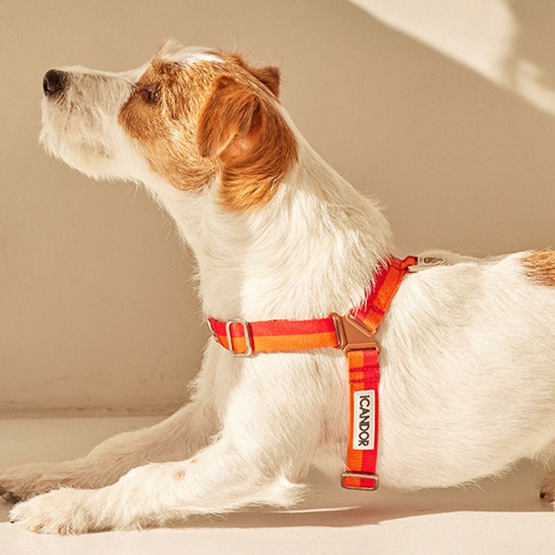 iCandor No-Pull Harness - Sunset - CreatureLand