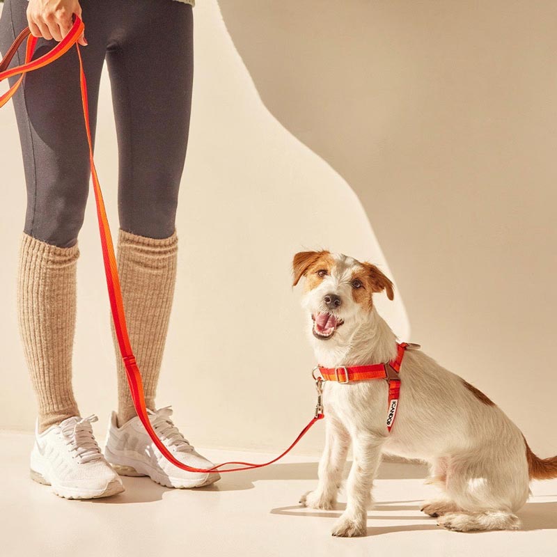 iCandor No-Pull Harness - Sunset - CreatureLand