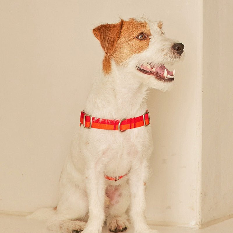 iCandor No-Pull Harness - Sunset - CreatureLand