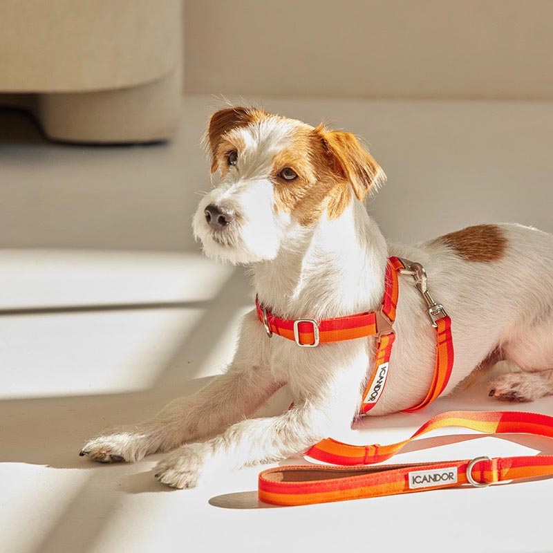 iCandor No-Pull Harness - Sunset - CreatureLand