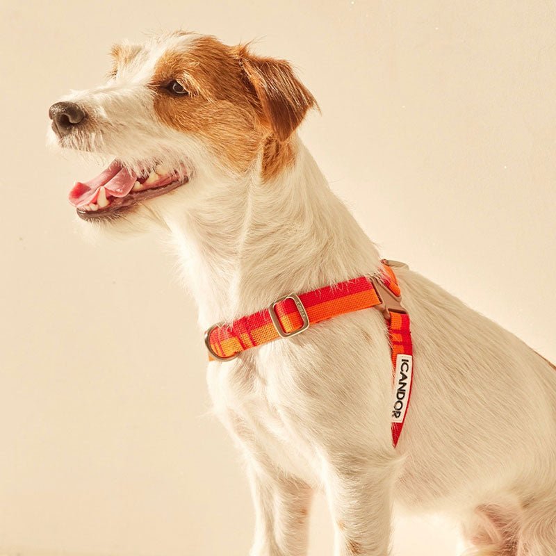 iCandor No-Pull Harness - Sunset - CreatureLand