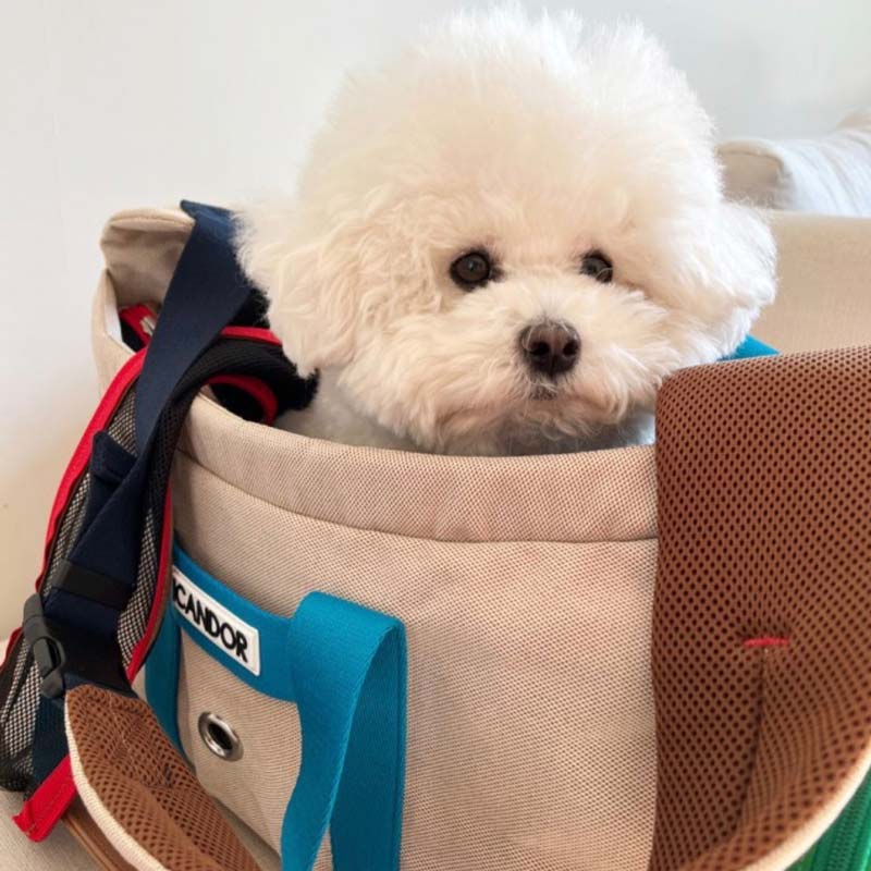 iCandor Peek-a-boo Pet Carrier - Melting Cream (2 Sizes) - CreatureLand