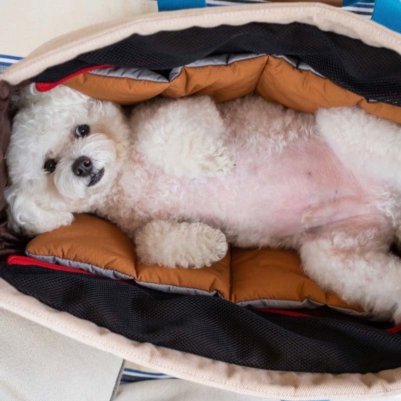 iCandor Peek-a-boo Pet Carrier - Melting Cream (2 Sizes) - CreatureLand