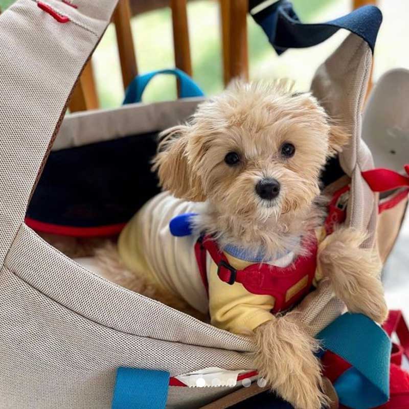 iCandor Peek-a-boo Pet Carrier - Melting Cream (2 Sizes) - CreatureLand