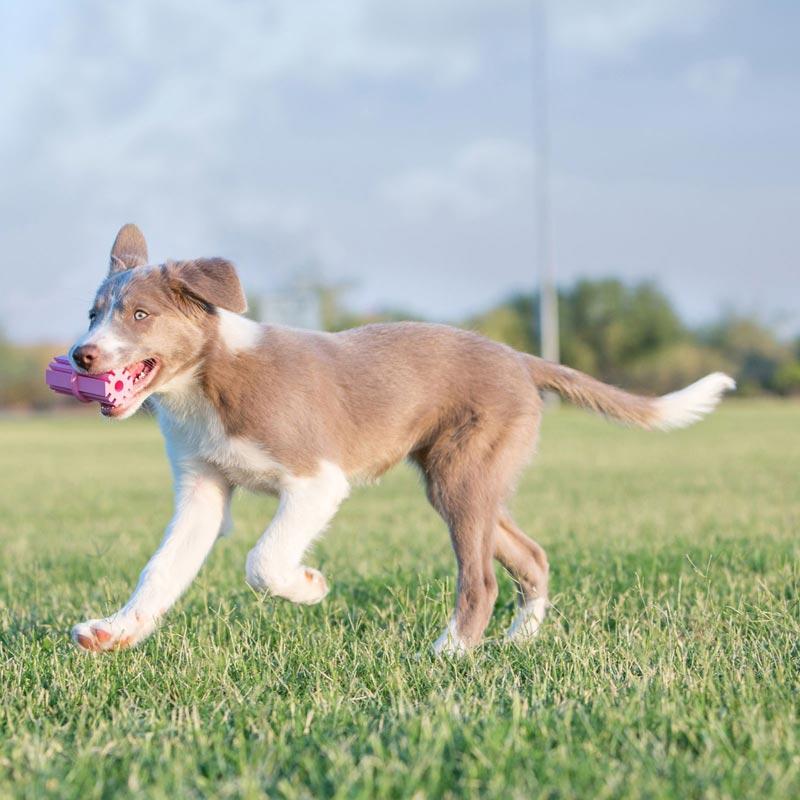 KONG® Dental Stick Puppy Teething Toy (2 Colours) - CreatureLand