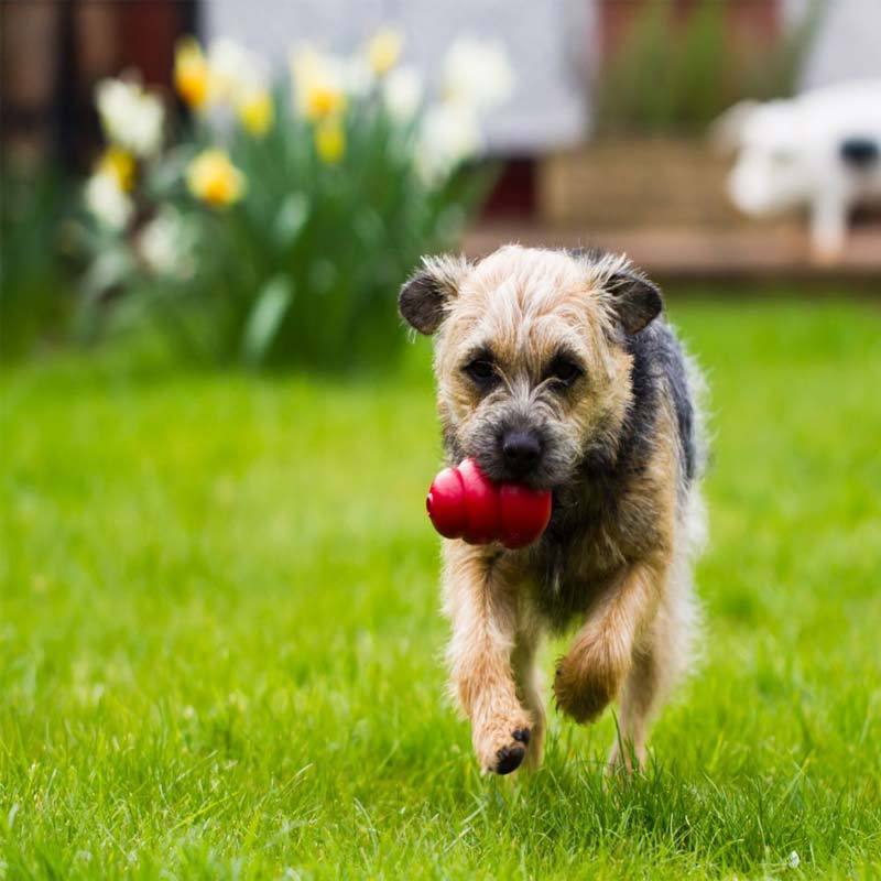 KONG® KONG® Classic Dog Toy (5 Sizes) - CreatureLand